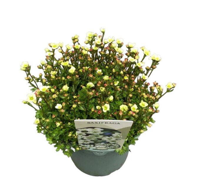 Saxifraga Lemon Green
