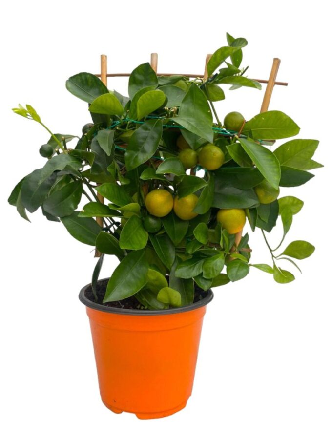 Citrus Calamondin "op rek"