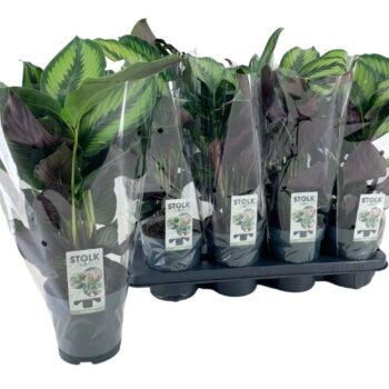 Calathea Majestica Princeps