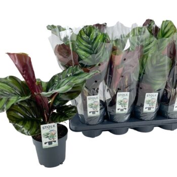 Calathea Fasciata