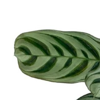 Ctenanthe Burle Marxii