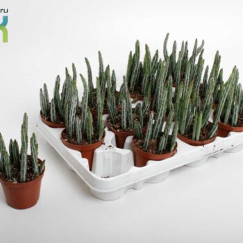 Stapelia Stapeliiformis