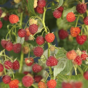 Rubus idaeus autumn bliss