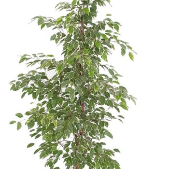 Ficus Golden King