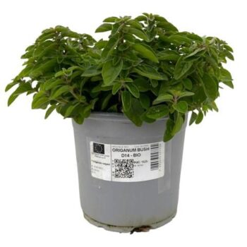ORIGANUM VULGARE BIO