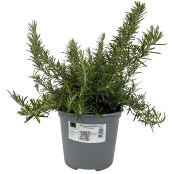 Rosmarinus prostratus "Biologisch"