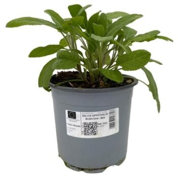 Salvia officinalis BIO