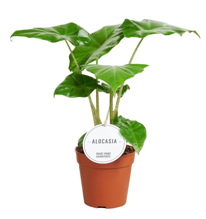 Alocasia Portodora