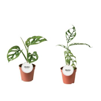 Monstera Mix