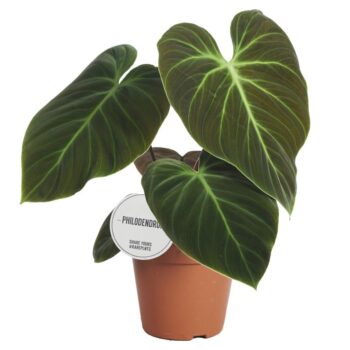 Philodendron El Choco Red
