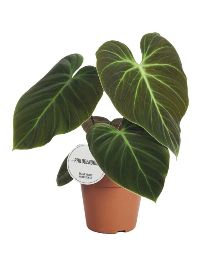 Philodendron El Choco Red