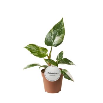 Philodendron White Princess