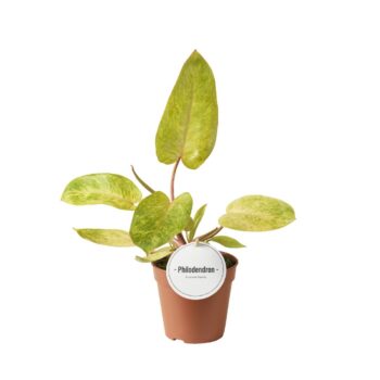 Philodendron Painted Lady