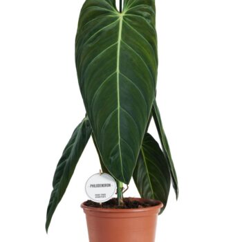 Philodendron Melanochrysum