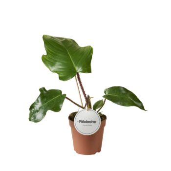Philodendron Squamiferum