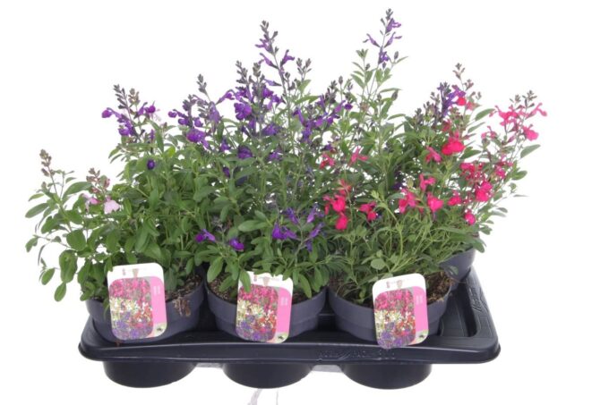 Salvia greggii mix