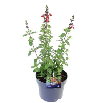 Salvia microphylla Salvinio True Red