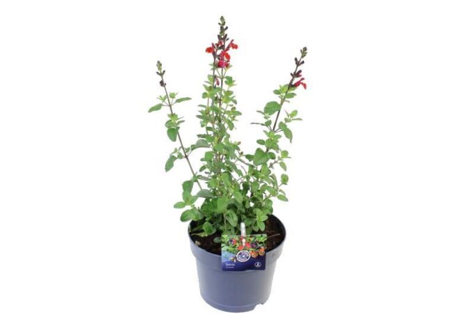 Salvia microphylla Salvinio True Red