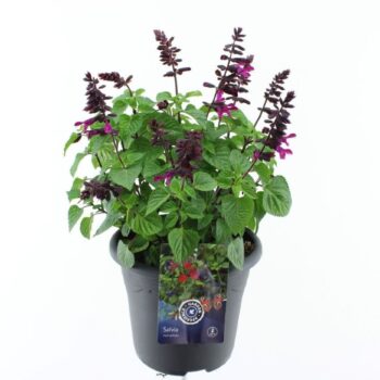 Salvia hybr. Amigo