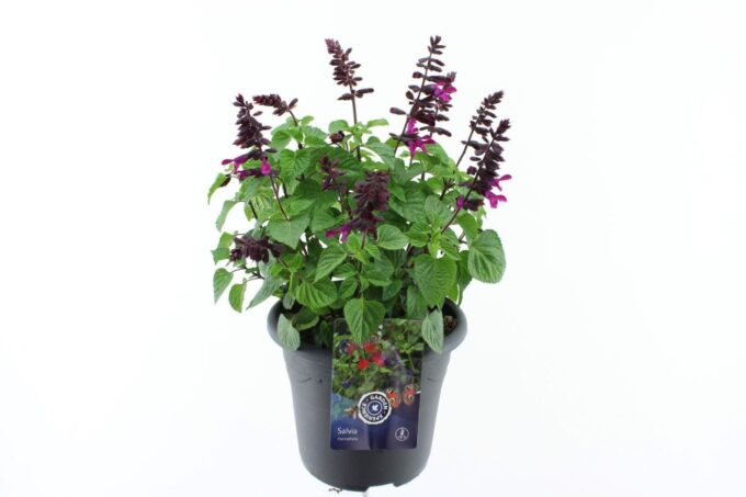Salvia hybr. Amigo