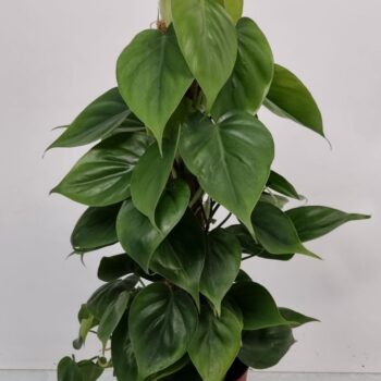 Philodendron Scandens mosstok