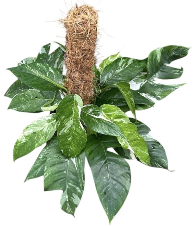 Epipremnum Pinnatum Variegata