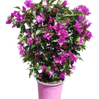 Bougainvillea Rek 17