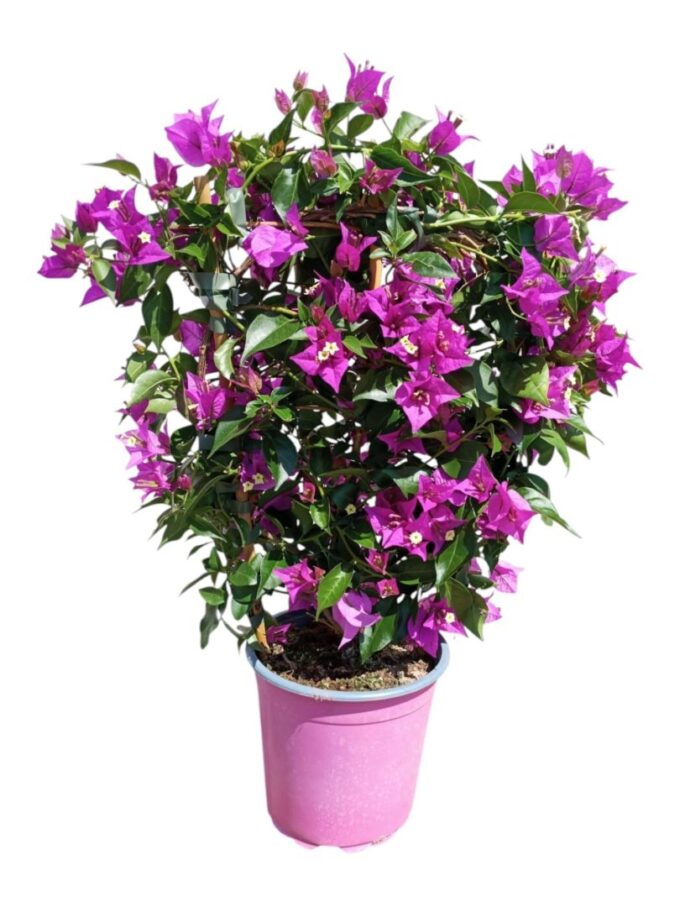 Bougainvillea Rek 17