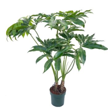 Philodendron Fun Bun