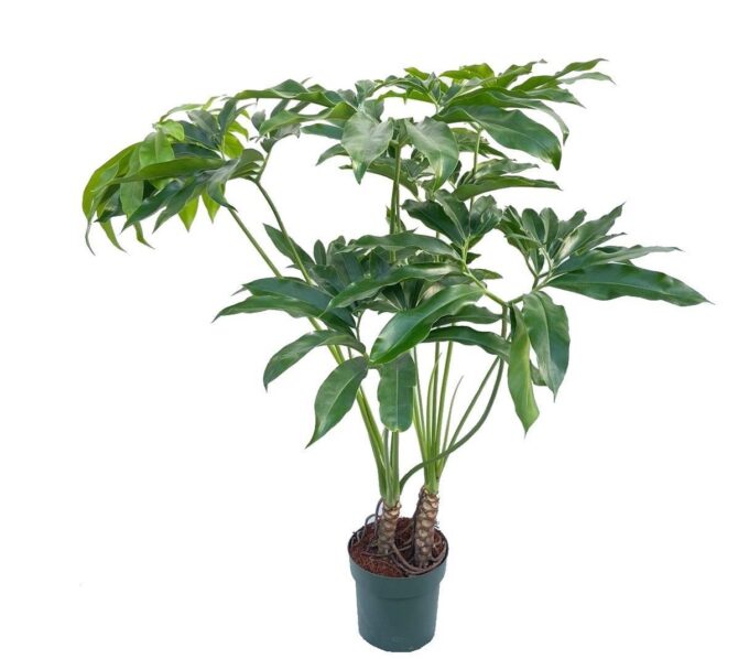 Philodendron Fun Bun