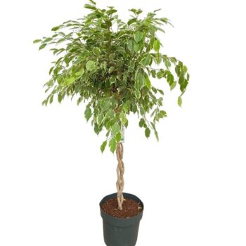 Ficus Safrana