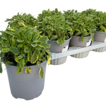 Salvia officinalis Icterina