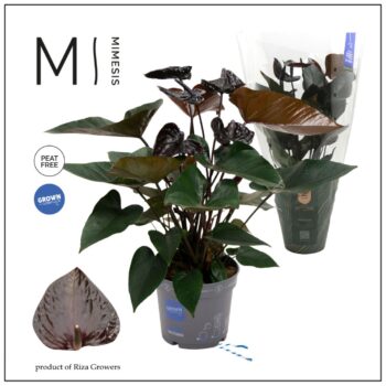 Anthurium Black