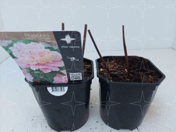Paeonia (L) 'Sorbet'