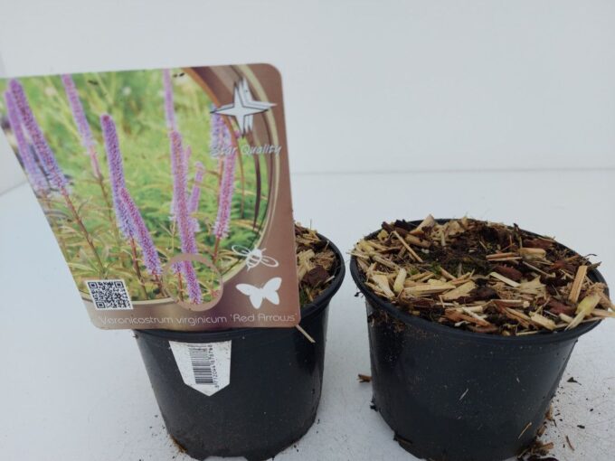 Veronicastrum virg. 'Red Arrow'