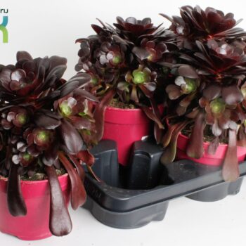 Aeonium Arboreum