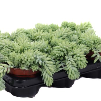 Sedum morganianum