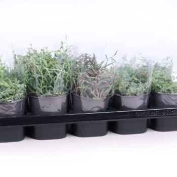 Senecio mix
