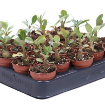 Adenium Obesum