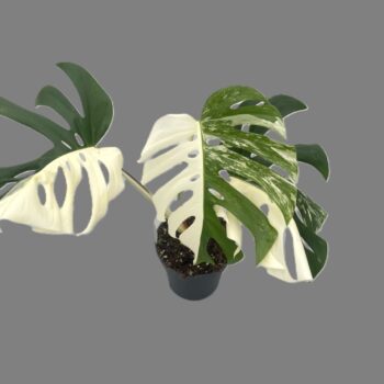 Monstera Variegata 'Half Moon'