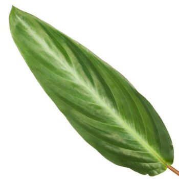 Calathea 12cm Stripestar Rhythm of Nature