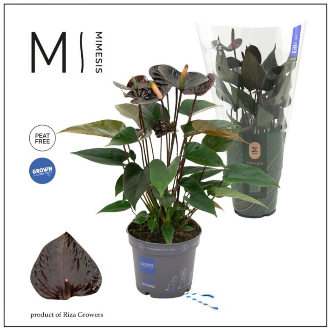 Anthurium Black