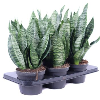 Sansevieria Zeylanica