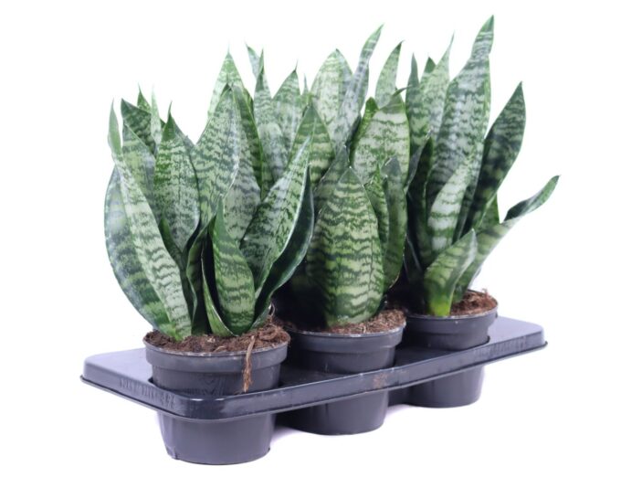 Sansevieria Zeylanica