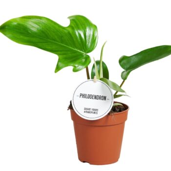 Philodendron Green Beauty