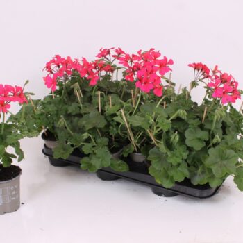 Pelargonium Peltatum Villetta Neon Rose Balkon