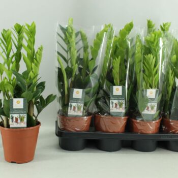 Zamioculcas