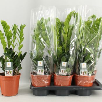 Zamioculcas