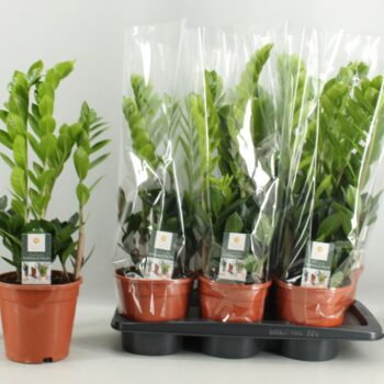 Zamioculcas