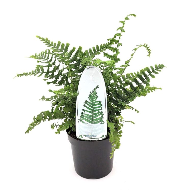 Dryopteris aff. 'Cristata the King
